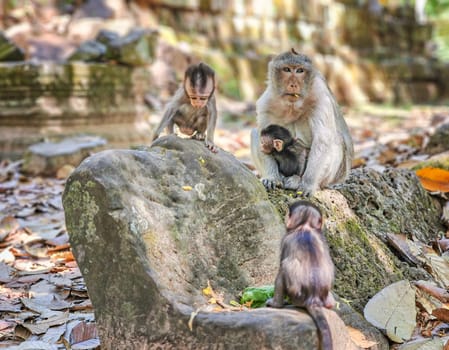 Macaque monkeys, Macaca fascicularis fascicularis, mum and babies at Angkor by day, Siem Reap, Cambodia