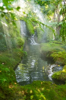 Beautiful spring moss and fern in the garden under big trees, Chiang Mai, Thailand