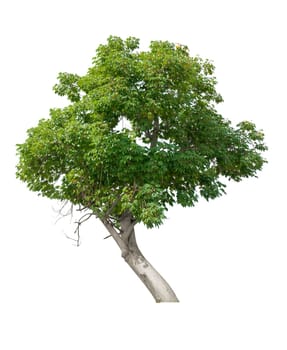 Tree isolated on white background with clipping paths for garden design.