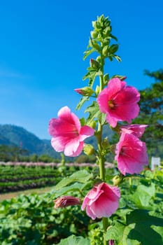 Pink hollyhock flower or Alcea rosea in the garden with blue sky.