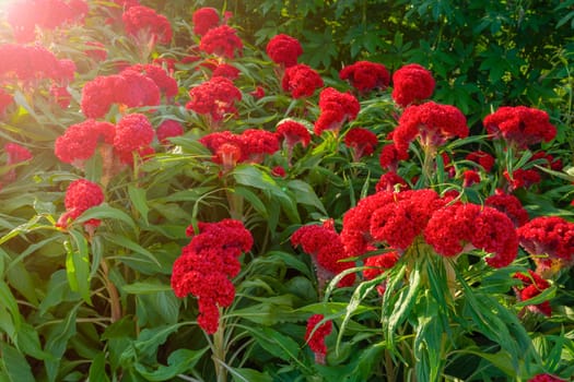 Red crested cockscomb (Celosia argentea var. cristata) growing in a tropical garden border.