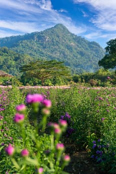 Mountain valley and blue sky with flower foreground.