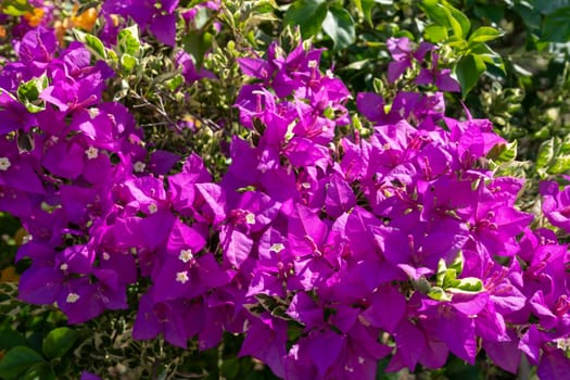 Bougainvillea is a popular tropical flowering plant in the garden.