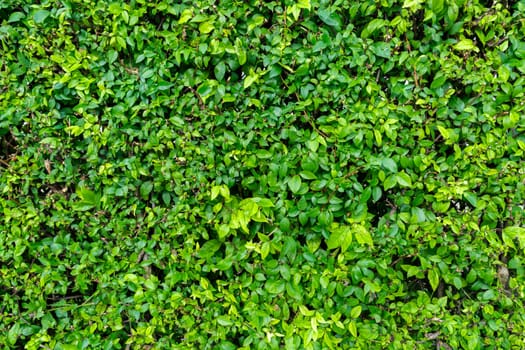 Abstract green leaf texture, nature background, tropical leaf