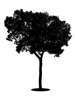 A big tree silhouette isolated on white background, Save clipping path.