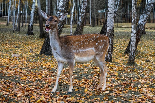 Wild spotted deer in park