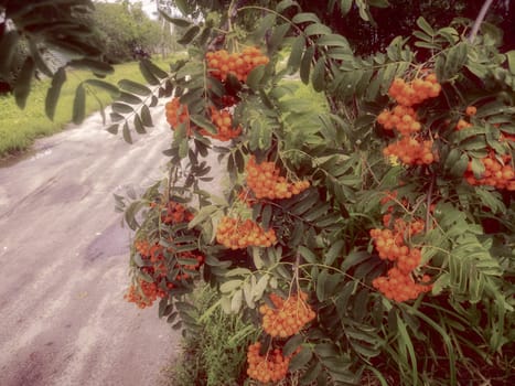 Red bunches of berries on mountain ash branches among green leaves near the road