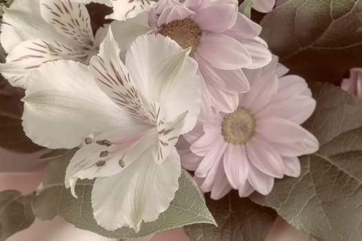 A bouquet of beautiful flowers of Amaryllis and chrysanthemums. Presented close-up.