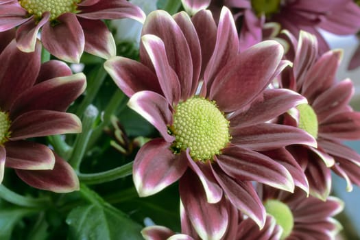 Beautiful white chrysanthemum in a bouquet among other flowers. Presented close-up.