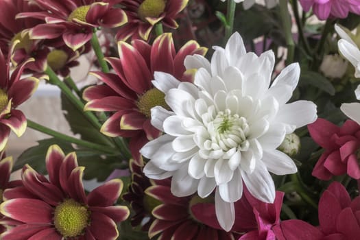 Beautiful white chrysanthemum in a bouquet among other flowers. Presented close-up.