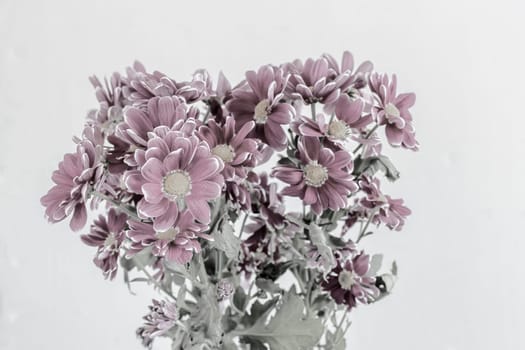 .A beautiful bouquet of chrysanthemums . Presented on a white background. Front view.