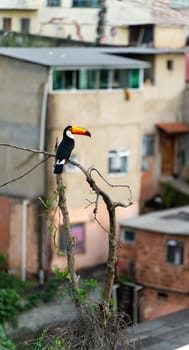 A toucan sits on a branch against a backdrop of indistinct urban buildings.