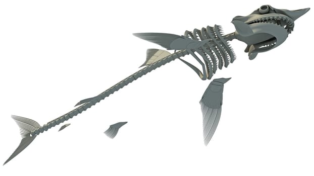 Great White Shark Skeleton 3D rendering model on white background