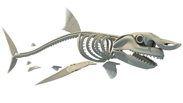 Great White Shark Skeleton 3D rendering model on white background