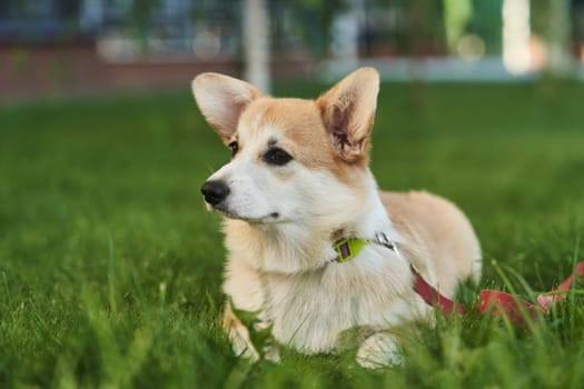 close up portrait of happy Welsh Corgi Pembroke dog smiling in a park in summer. High quality photo