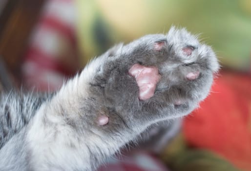 Fluffy gray cat paw with soft dark dewy pads, turned up and a sleeping cat, One of the cat's front paws, macro close-up, High quality photo