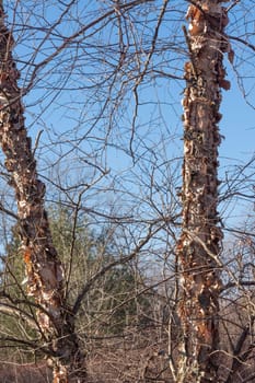 The birch bark separates from the wood and falls to the ground