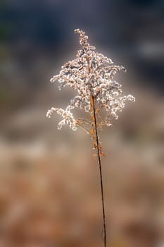 Autumn blade of grass against soft blurred background
