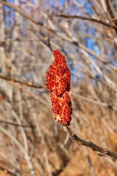 Large bud of sumac close-up against the background of thickets