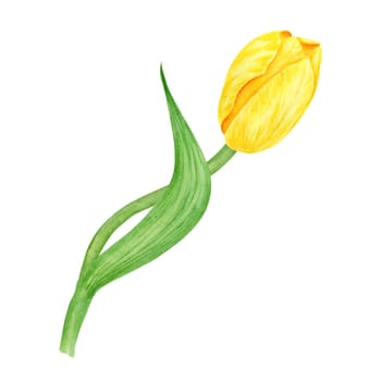 Yellow tulip. Watercolor hand drawn illustration of spring symbol, golden flower. Clip art for Easter, Mothers Day, Womens Day, March 8 cards, wedding, farmer and floristic prints, travelbooks, packing