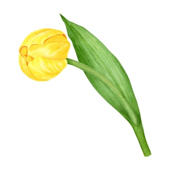 Yellow tulip. Watercolor hand drawn illustration of spring symbol, golden flower. Clip art for Easter, Mothers Day, Womens Day, March 8 cards, wedding, farmer and floristic prints, travelbooks, packing