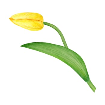 Yellow tulip. Watercolor hand drawn illustration of spring symbol, golden flower. Clip art for Easter, Mothers Day, Womens Day, March 8 cards, wedding, farmer and floristic prints, travelbooks, packing