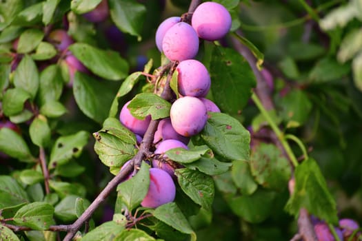 Many ripe plums on tree branch in the garden