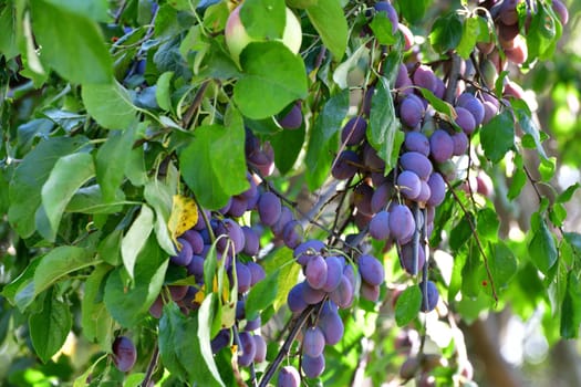 Many ripe plums on tree branch in the garden