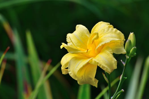 Large flower of an yellow daylily