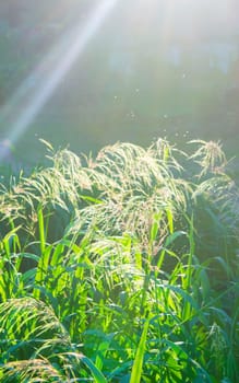 Green field grass fluffy flowering panicles with bright shining sun on sunny summer day evening. Feather grass. Natural background Nature backdrop