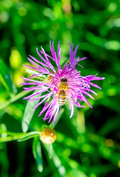 Beautiful blooming purple violet flower with thin petals and bee on stamen on blurred green background close-up. Natural nature Seamless loop