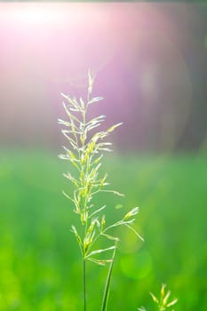 Blooming grass green stem closeup on blurry background with sunny beams of shining sun. Sunny summer day. Natural background Nature backdrop