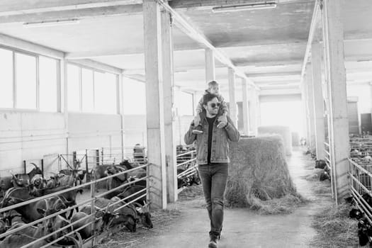 Smiling dad with a little girl on his shoulders walks through the farm and looks at the eating goats. Black and white photo. High quality photo