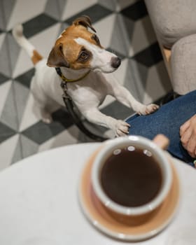 Woman drinking coffee in a dog friendly cafe. Jack Russell Terrier put his paws on the legs of the owner