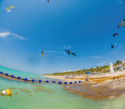 Playa del Carmen Quintana Roo Mexico 01. June 2021 beautiful Caribbean beach totally filthy and dirty the nasty seaweed sargazo problem in Playa del Carmen Quintana Roo Mexico.