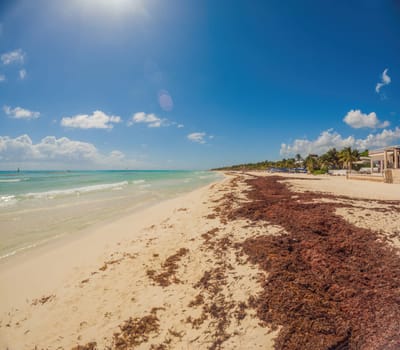 Playa del Carmen Quintana Roo Mexico 01. June 2021 beautiful Caribbean beach totally filthy and dirty the nasty seaweed sargazo problem in Playa del Carmen Quintana Roo Mexico.