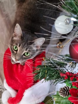 top view of a beautiful gray cat with green eyes lying under a Christmas tree. Christmas concept. vertical image