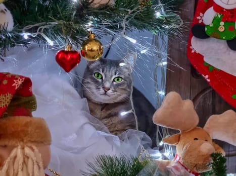 a gray cat with green eyes lies under a Christmas tree. Christmas or New Year concept.