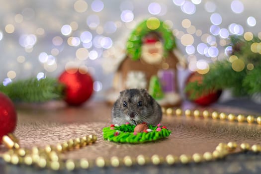 a hamster gnawing a sunflower seed against a background of Christmas decorations and bokeh. Christmas or New Year concept. soft focus