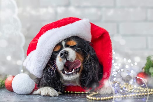 cute puppy in a red Santa Claus hat licks his lips with pleasure on a white background with a garland. Christmas concept. Cavalier King Charles Spaniel tricolor.
