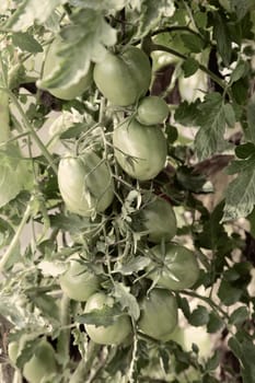 Large green tomatoes ripen in the garden among green leaves. Presented in close-up.