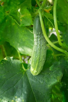 In the greenhouse among the green shoots and yellow flowers of the cucumber growing young green cucumber.