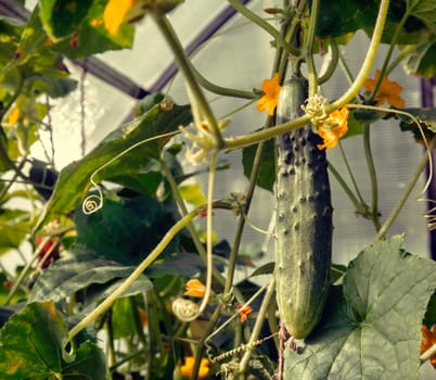 In the greenhouse among the green shoots and yellow flowers of the cucumber growing young green cucumber.