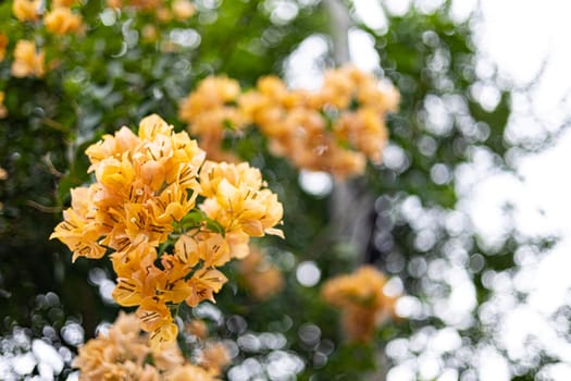 A close-up of a cluster of vibrant orange bougainvillea flowers, surrounded by lush green foliage.