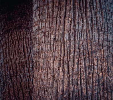 Closeup view texture of coconut tree of nature photo background. Cracked bark of old tropical palm trees. Upper trunk detail of palm tree background texture pattern. Exotic travel. Jungle