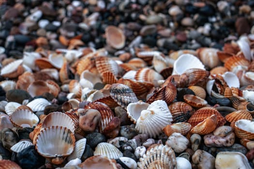 Seashells on sand as background photo. Mediterranean seaside. Catalonia seashore. Texture in nature for wallpaper. High quality picture for wallpaper, travel blog