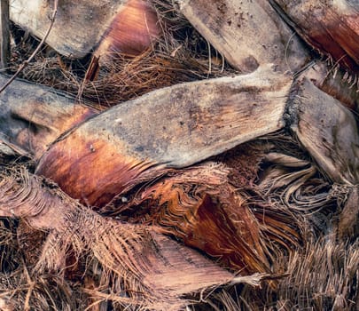 Palm tree trunk detailed background pattern. Palm tree trunk texture. Cracked bark of old tropical palm trees. Upper trunk detail of palm tree background texture pattern. Exotic travel. Jungle