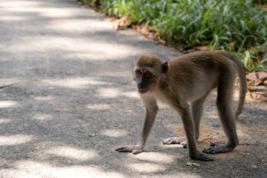 Monkey Stands on Roadside with Four Legs