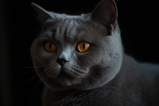 Portrait of a cute cat looking away. British shorthair cat