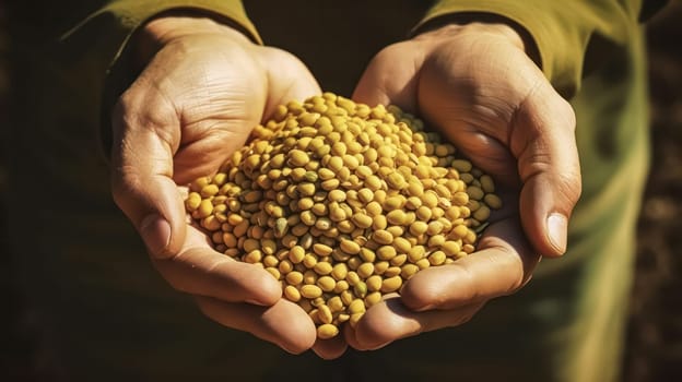 Hands of cultivation, A farmer proudly holds a handful of soybeans, embodying dedication to sustainable agriculture and plant based nutrition.